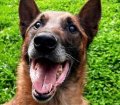 Ben - warmes Zuhause gesucht!