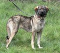 Bela -Herdenschutzhund-Mix sucht Zuhause
