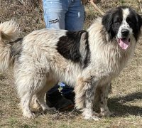 BUSTER - 1