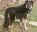 Tasso 2_0425