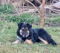 Tasso 7_0425
