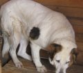 Mabel 2_0425